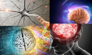 Beynin Yapısı ve Temel İşleyişi